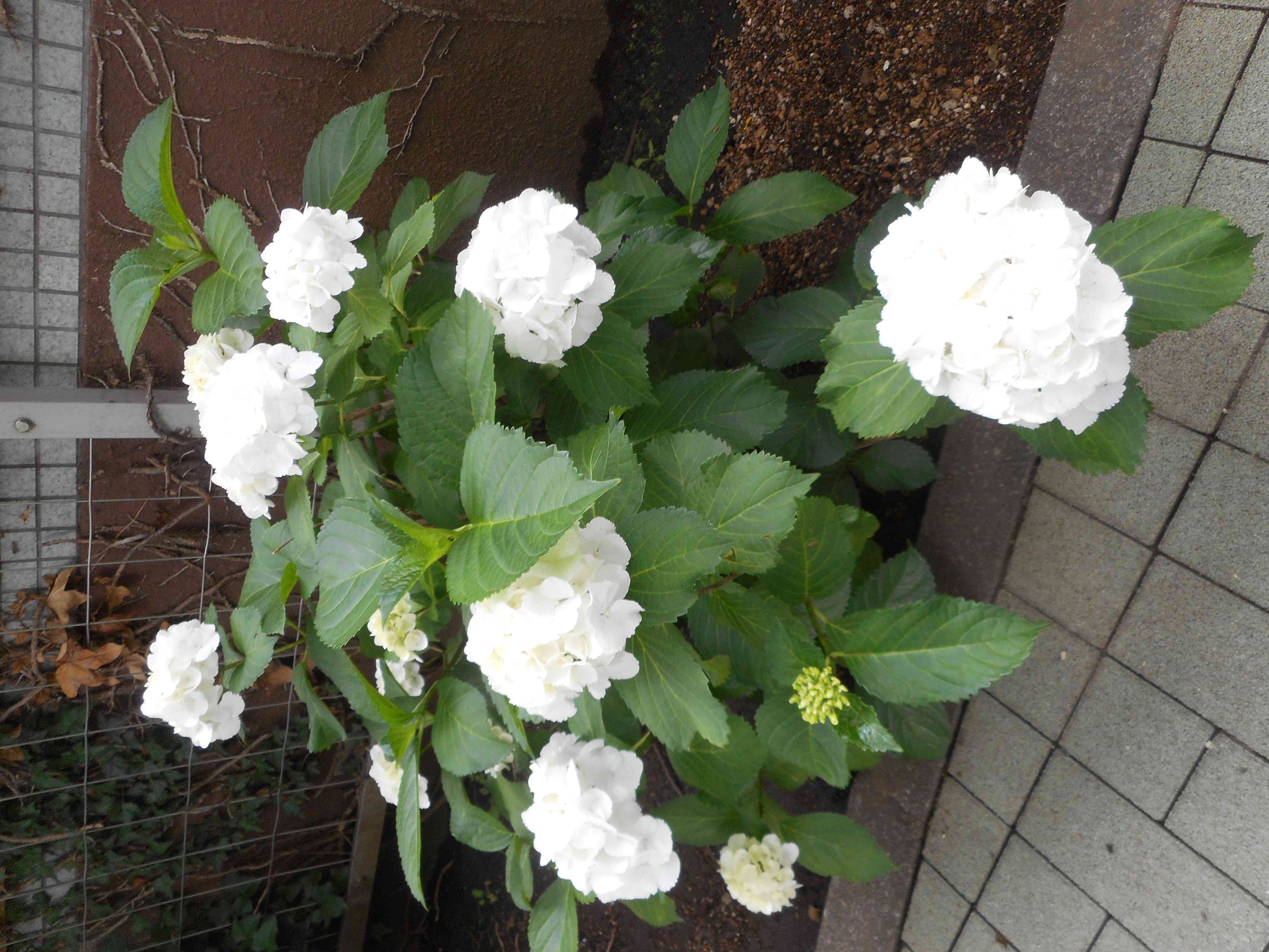 DSCN0198